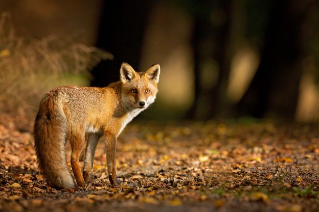 Foxes In The Wild | How To Help Foxes In The Wild, Northampton