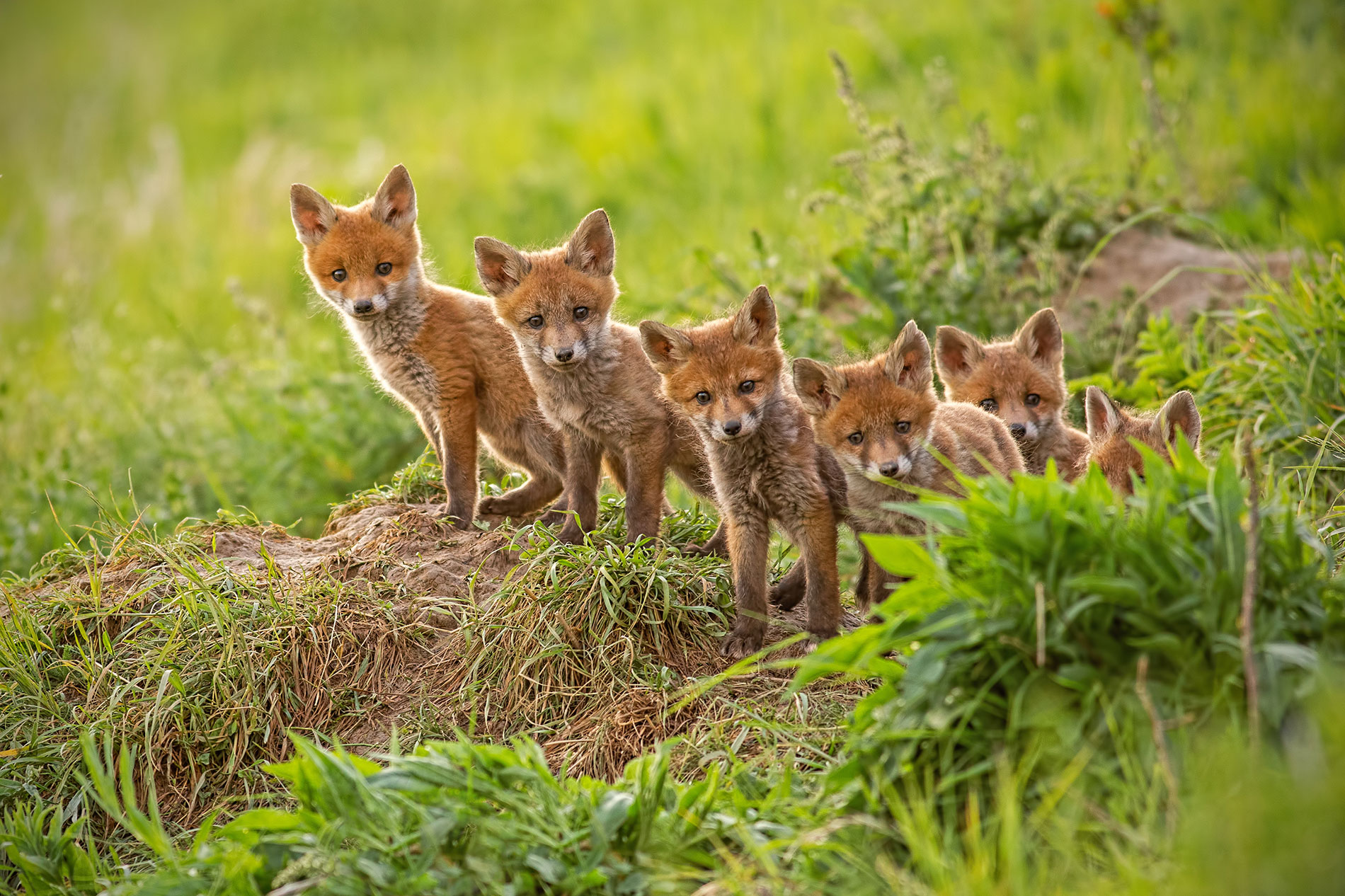 Foxes In The Wild | How To Help Foxes In The Wild, Northampton